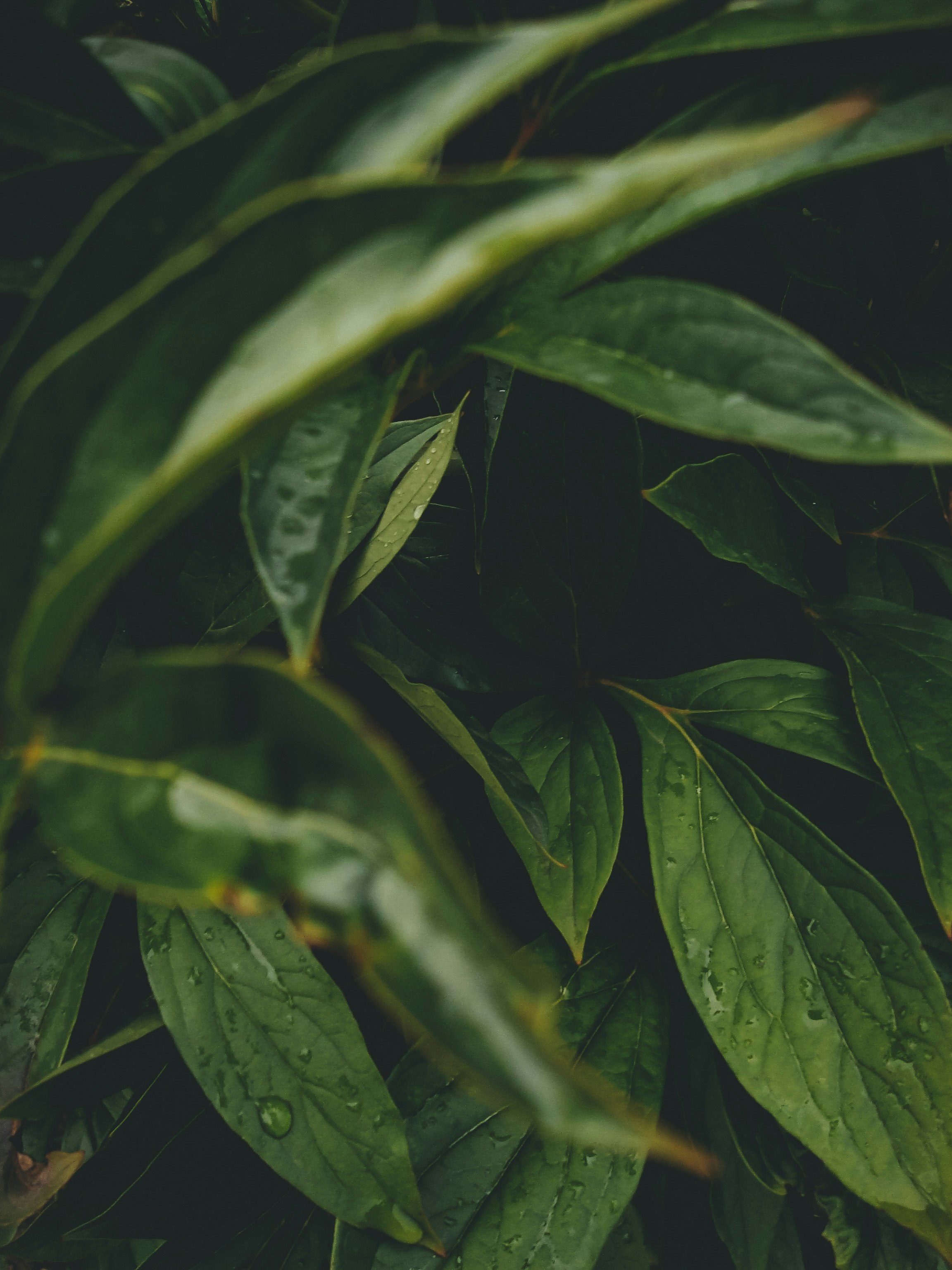 green leaves in close up photography